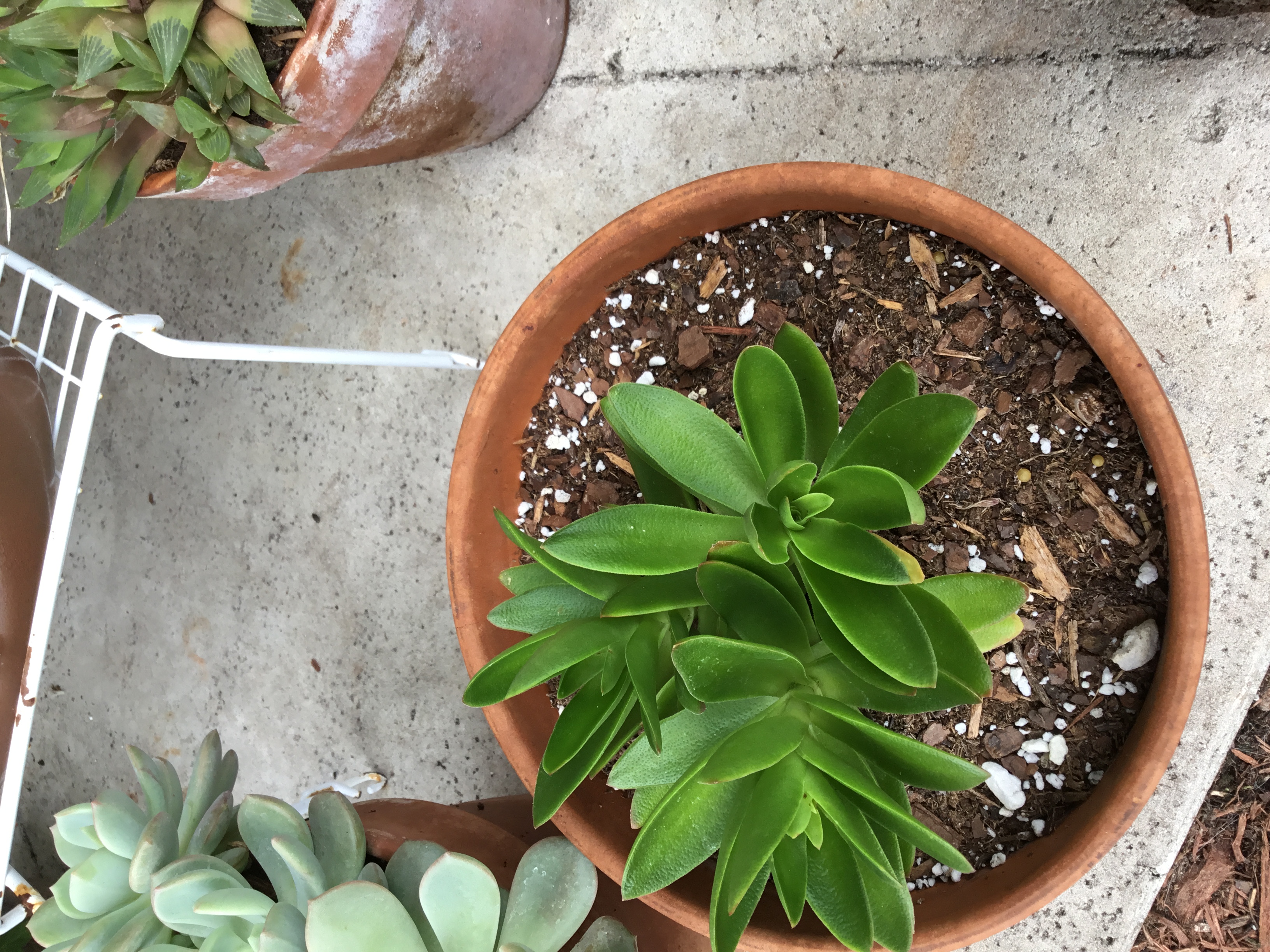Echeveria Agavoides.jpg